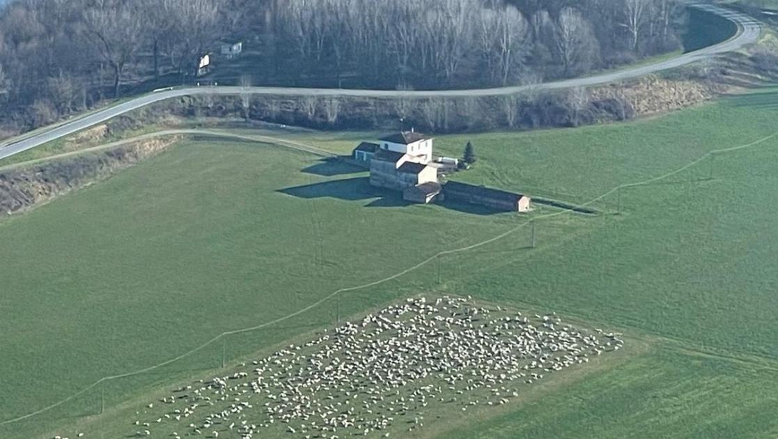 Il pastore che minacciava i vicini dicendo “sono di Corleone” è accusato anche di lavoro nero e detenzione di armi