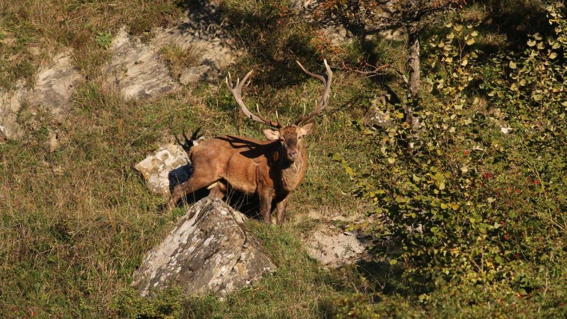 Val Masino, cadavere di un cervo appeso sul balcone: il gesto del cacciatore fa infuriare tutti