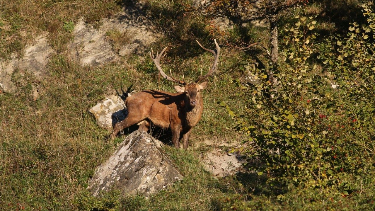 Un cervo