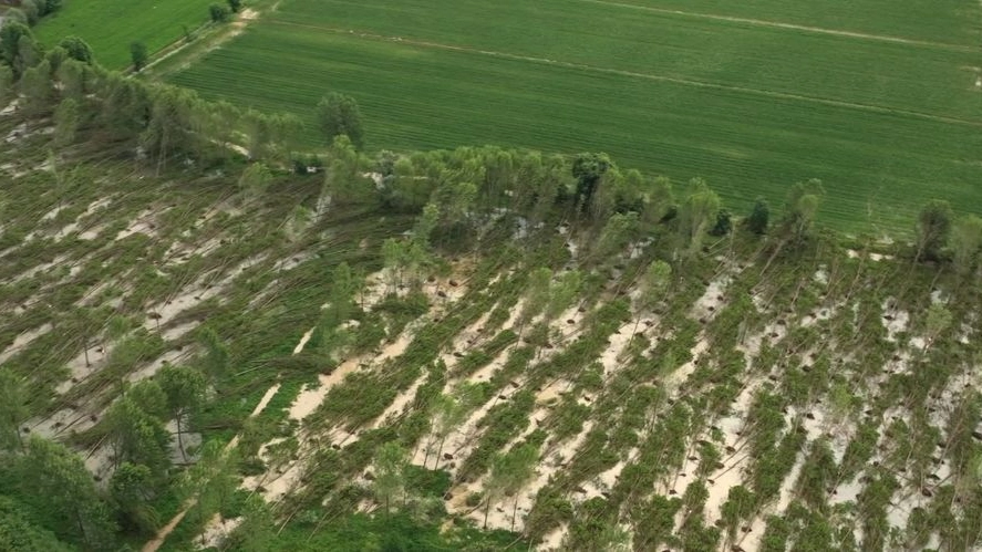 Giussago, intero bosco raso al suolo