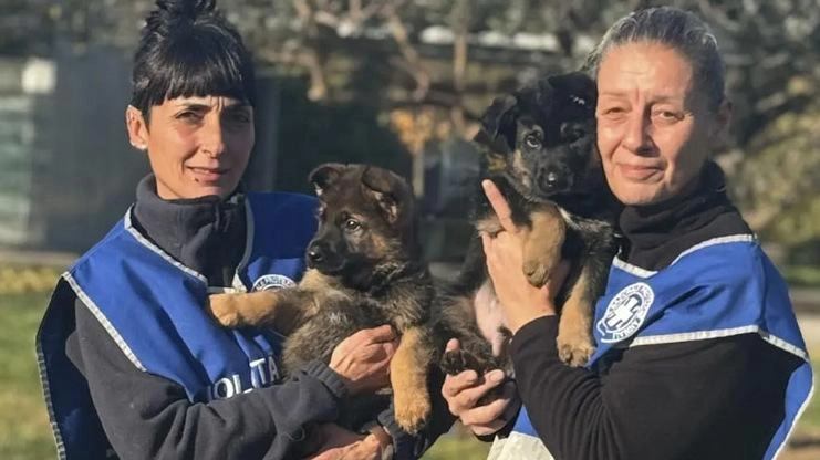 Pitbull e pastori tedeschi abbandonati negli ultimi mesi sulle strade della Brianza