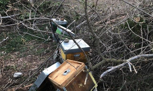 Gallarate, distrutte le arnie al Monte Diviso. Gli apicoltori: “Uno scempio, era un progetto amato dai bambini”