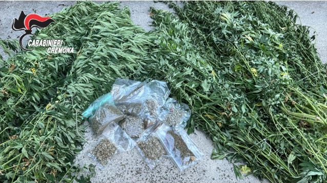 Piante di canapa indiana e marijuana sequestrate dai carabinieri di Cremona