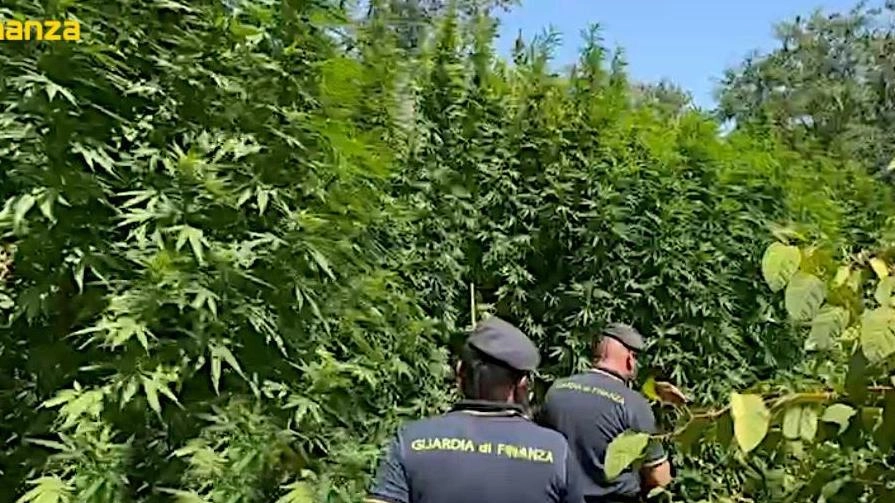 Droga per un milione di euro. Scoperte piante di cannabis nascoste nel parco del Ticino