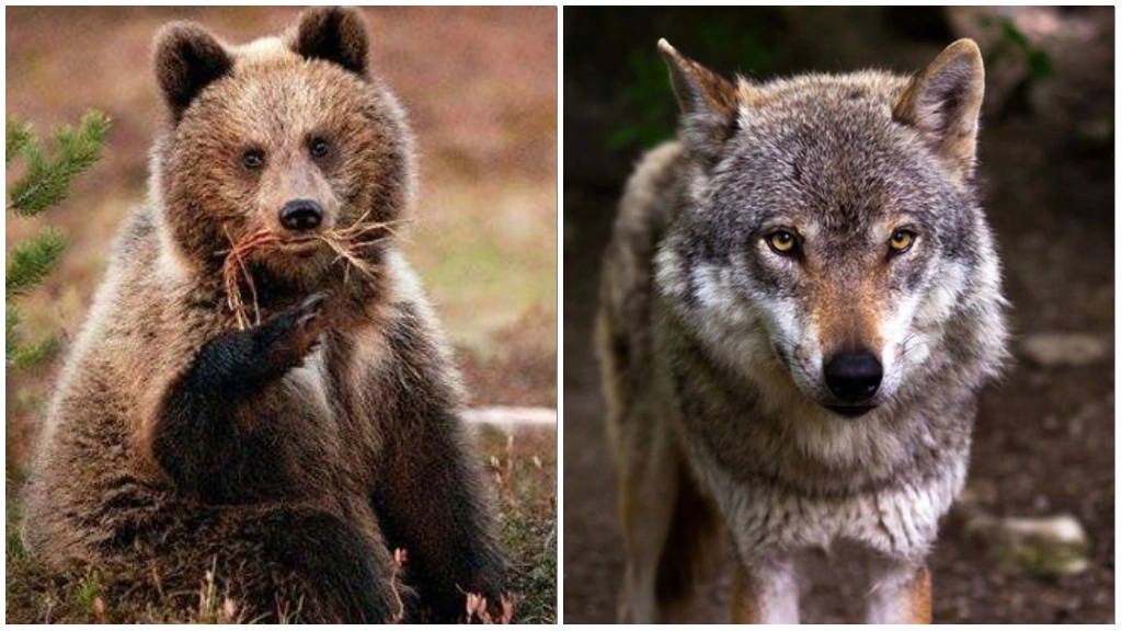 Un orso bruno e un lupo: presenze "abituali" sui monti bresciani