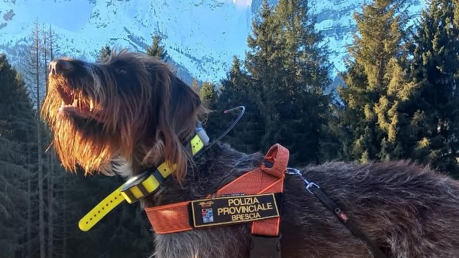 In Val Seriana in azione Sole, il cane che scova bocconi avvelenati: scoperto un uomo intento a maneggiare esche