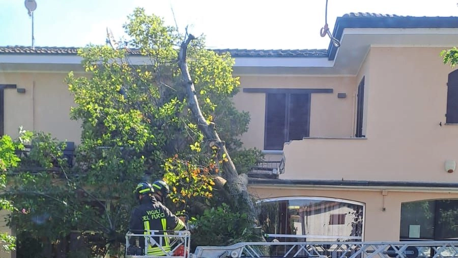 L'albero è finito contro la recinzione di una casa