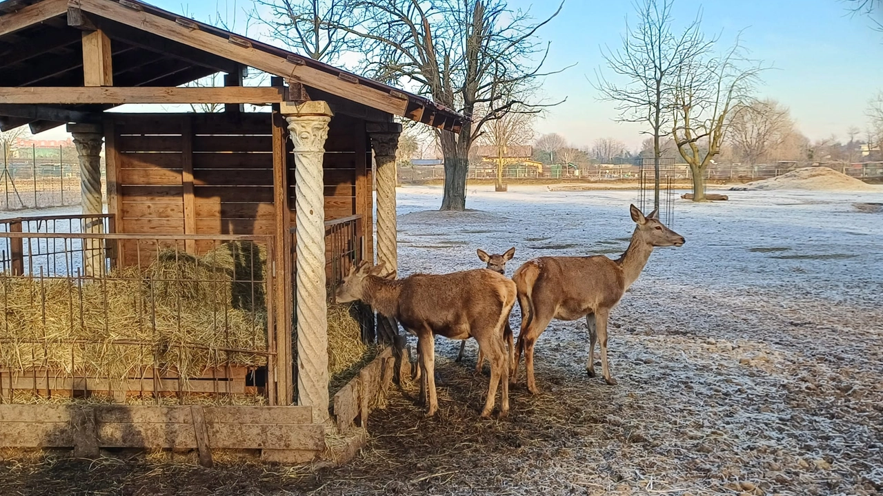 Daini nel parco di Bareggio