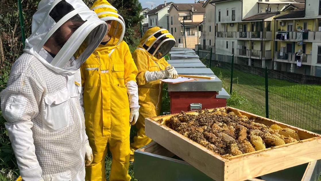 Il progetto di formazione: futuro da apicoltori per tre giovani