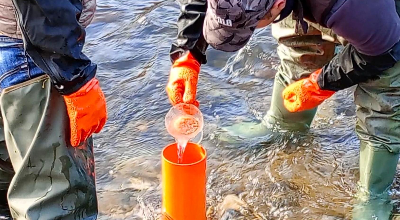 Trota marmorata nel lago, quattromila uova: via al ripopolamento