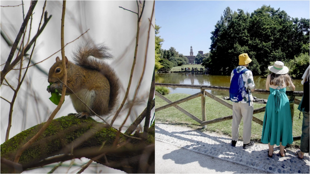 Uno scoiattolo e il parco Sempione di Milano, una delle aree dove saranno posizionati i cartelli di divieto di nutrire gli animali selvatici