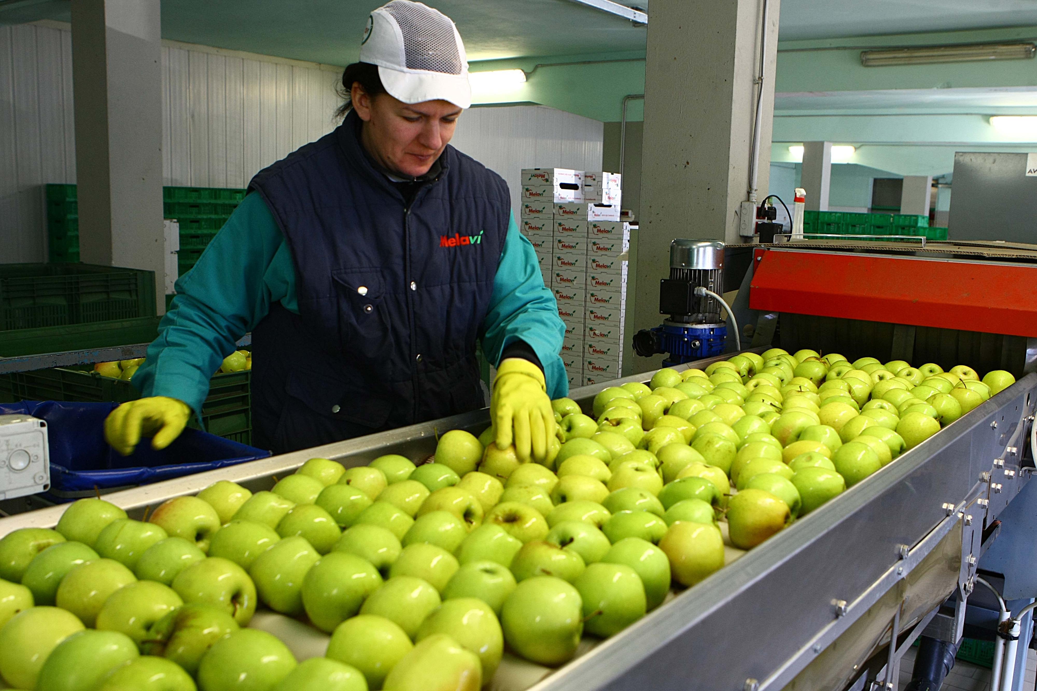 Coop Melavì, la crisi è profonda e coinvolge 500 aziende valtellinesi. A rischio 14 addetti fissi e 140 operai a tempo determinato