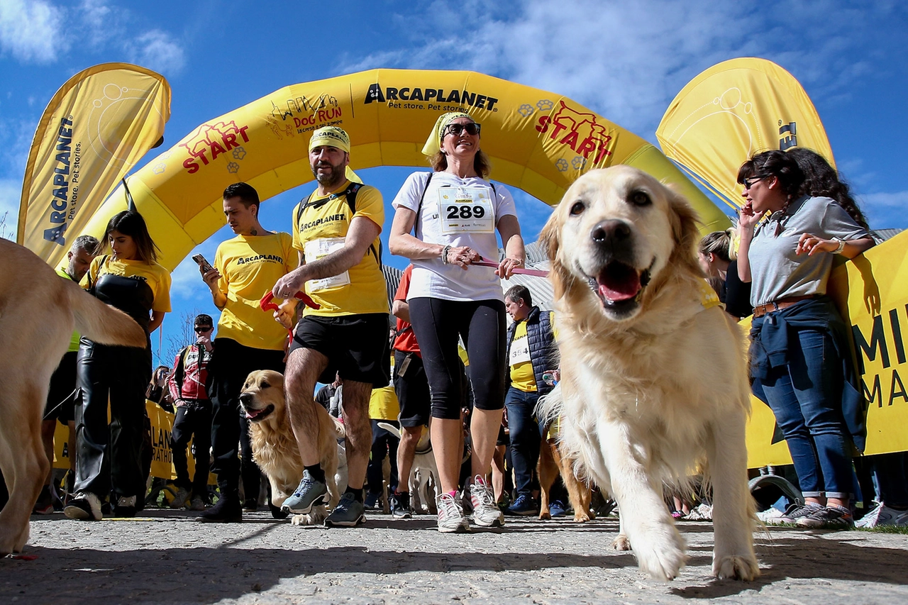 Milano Dog Run, per la gioia degli amici a 4 zampe