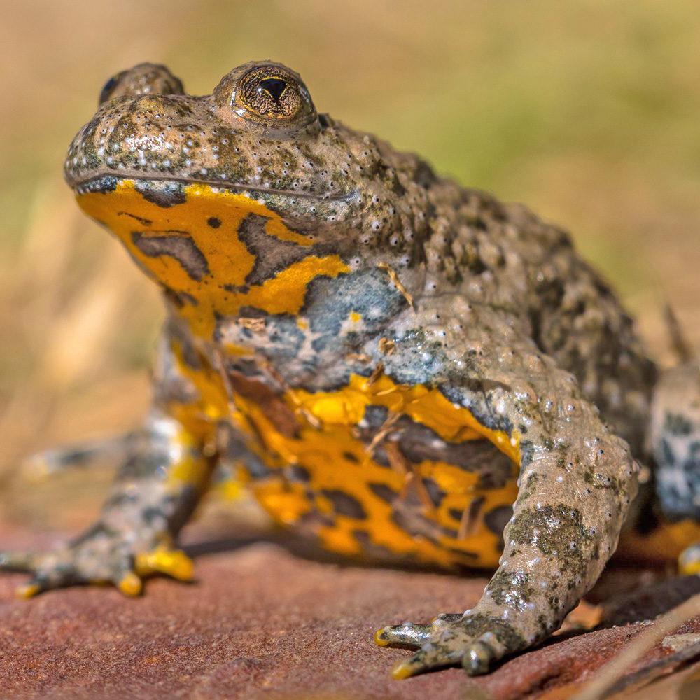 Un nuovo stagno per salvare l’ululone dal ventre giallo: l’anfibio è a rischio estinzione