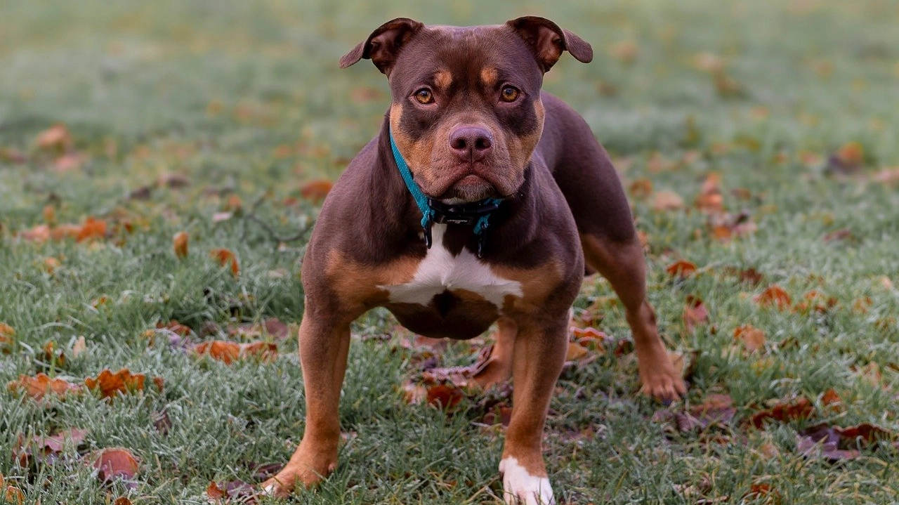 Un esemplare di pitbull (foto archivio)