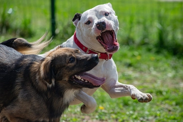 Pitbull, l’esperta: ecco quando il cane attacca il bambino e come difendersi