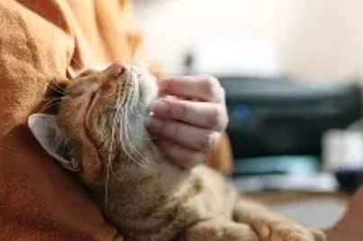 Grido di allarme di un gruppo di cittadini accomunati dalla scomparsa dei propri gatti