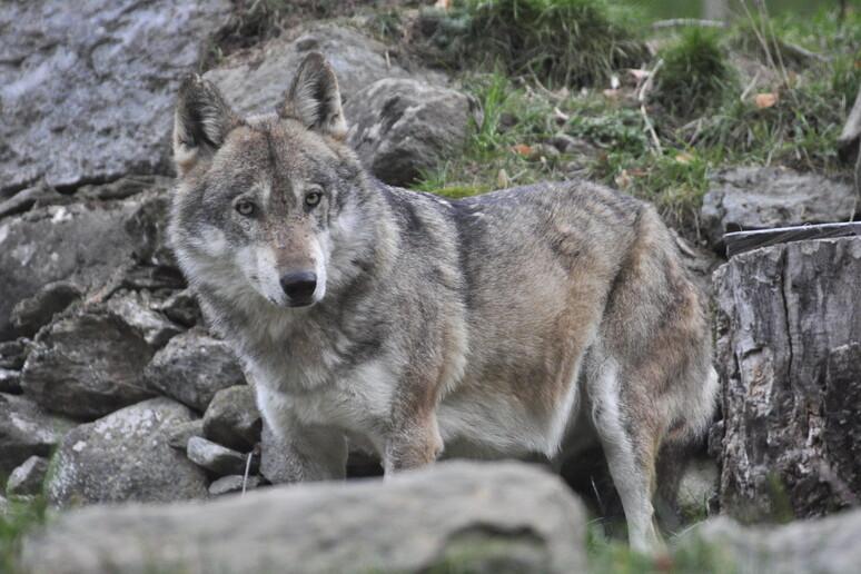 Lombardia, i lupi tornano nel mirino: “Tra tre mesi si potranno abbattere”