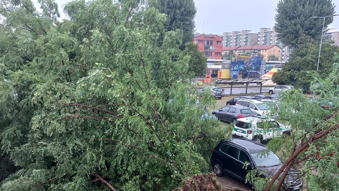 Albero cade sull’auto in sosta