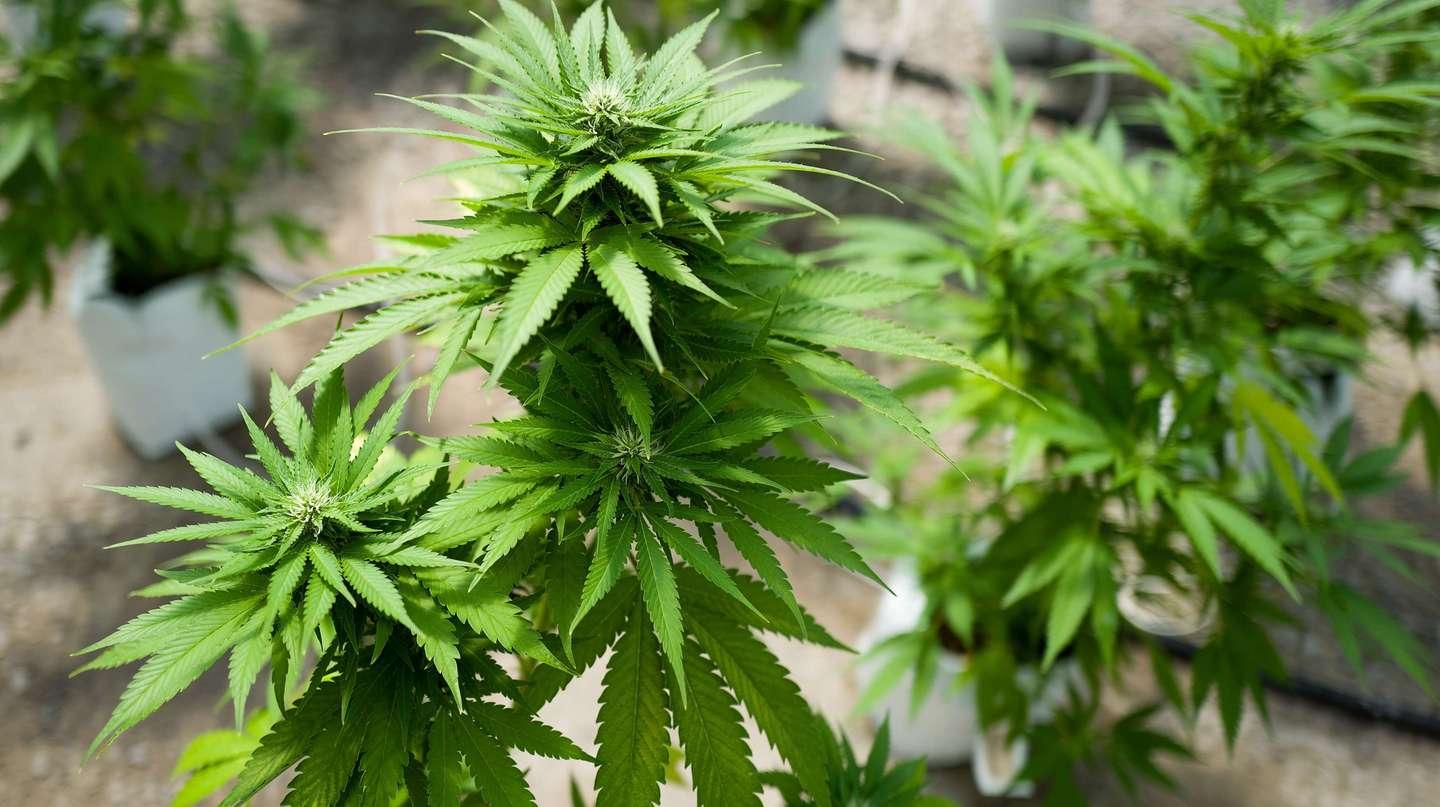 Cercano donna scomparsa da giorni: la trovano a Sovere, ma in casa c’è anche una serra di marijuana