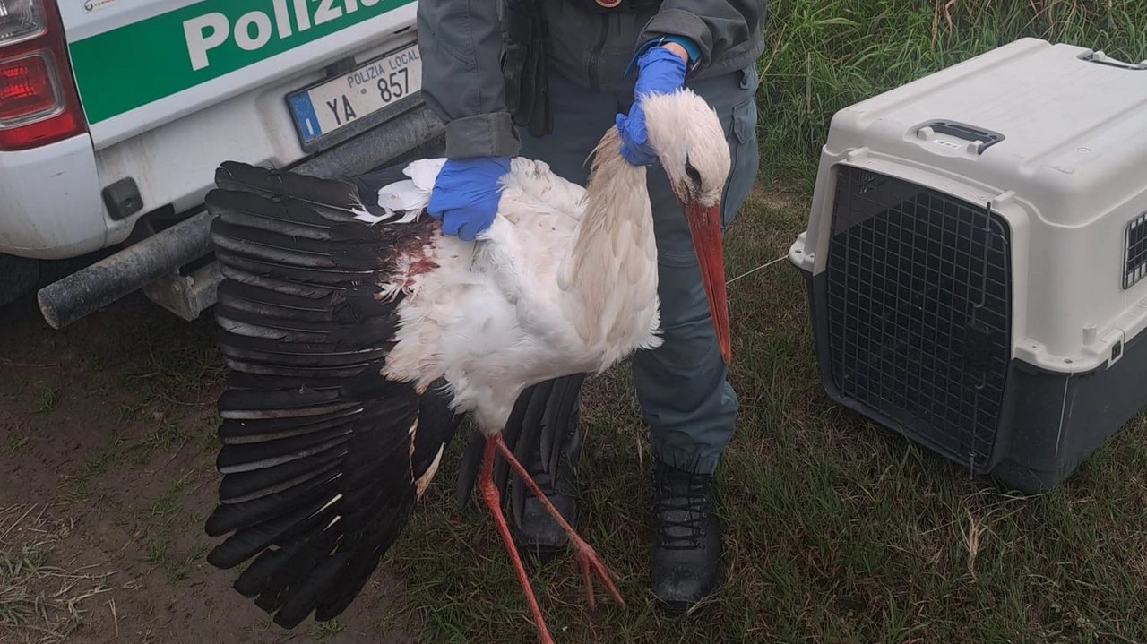 La cicogna era stata salvata e presa in carico da Polizia provinciale e veterinari, ma le ferite troppo gravi hanno avuto il sopravvento