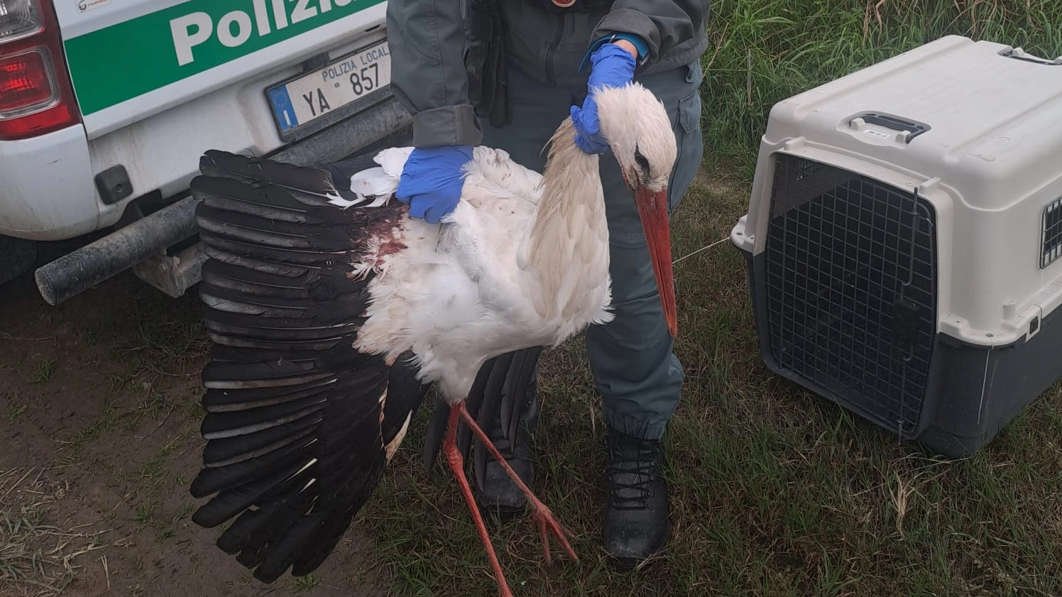 Nonostante le cure dei medici del pronto soccorso veterinario l’animale non è sopravvissuto