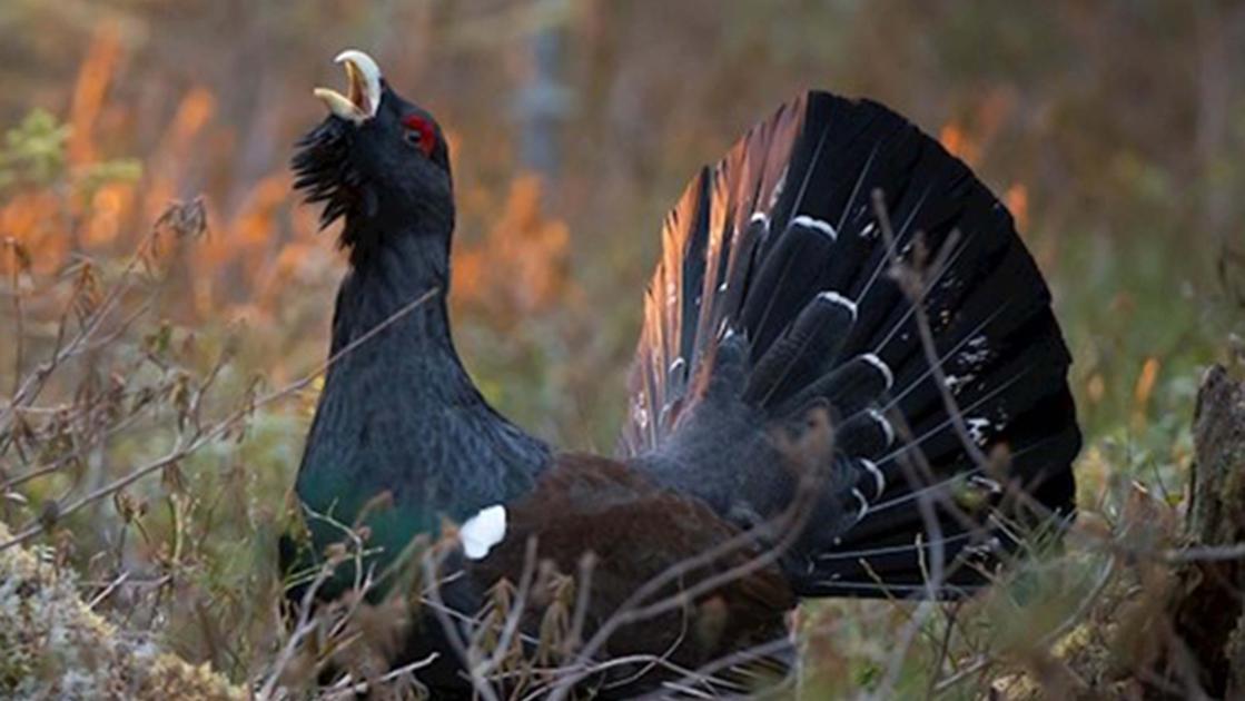 A rischio il gallo cedrone della Valtellina: mezzo milione per salvarlo