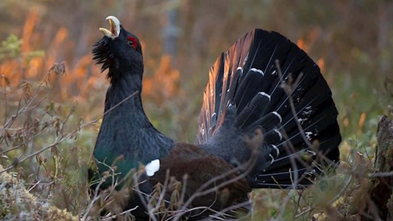 Dario Codega presidente del Parco delle Orobie valtellinesi Sopra, un gallo cedrone