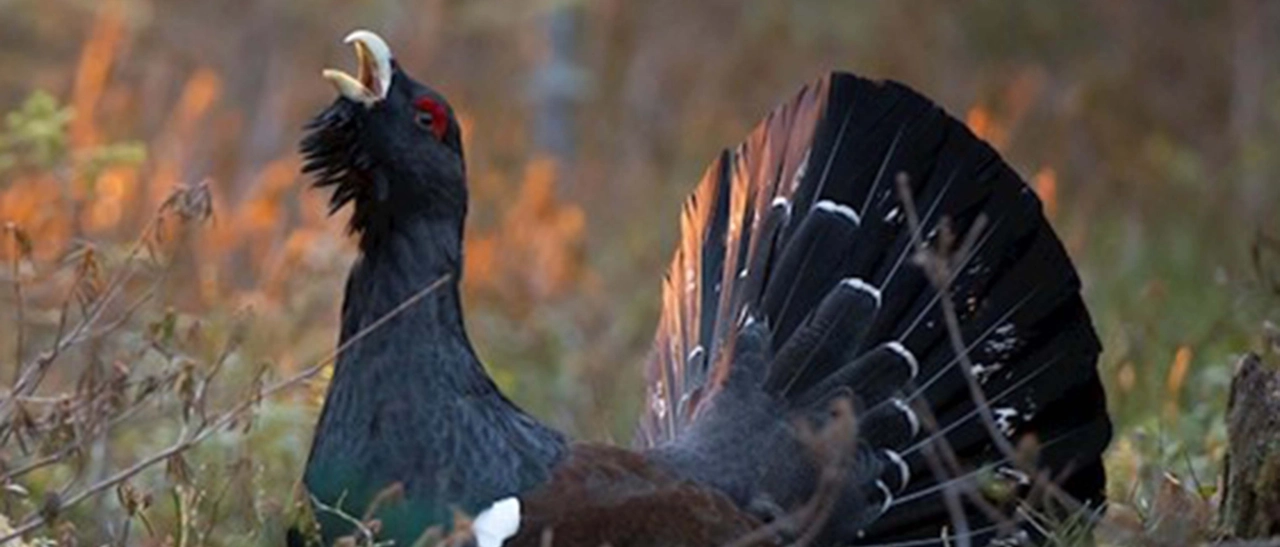 A rischio il gallo cedrone della Valtellina: mezzo milione per salvarlo