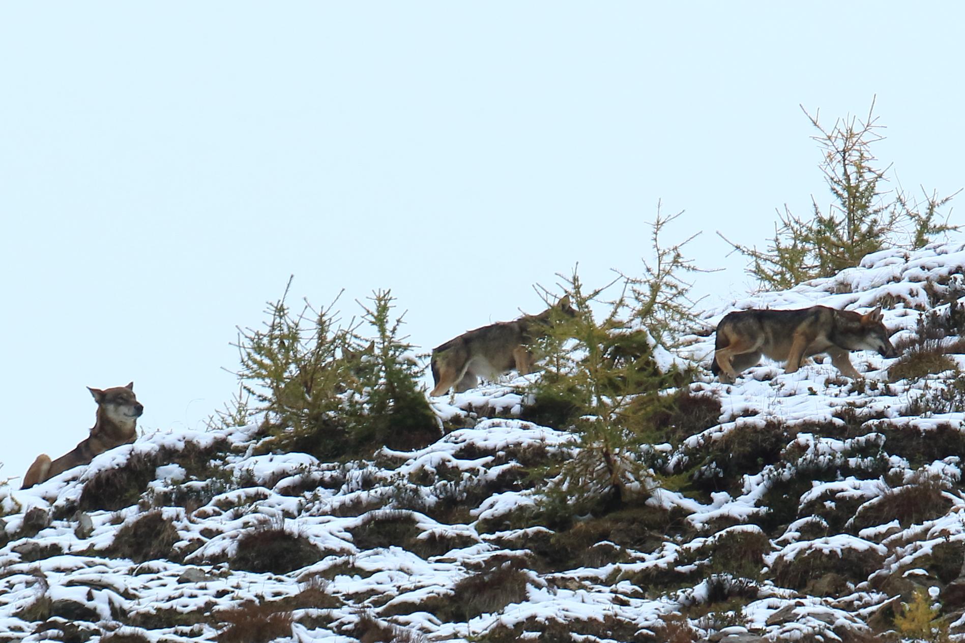 Scomparsa Lupa, la regina della Valle Camonica