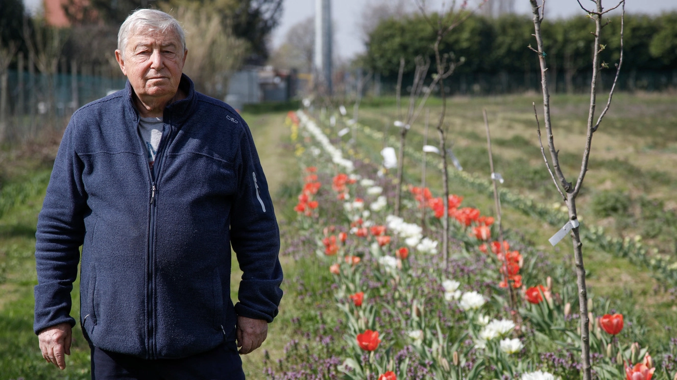 Gianni Donati e il campo di tulipani