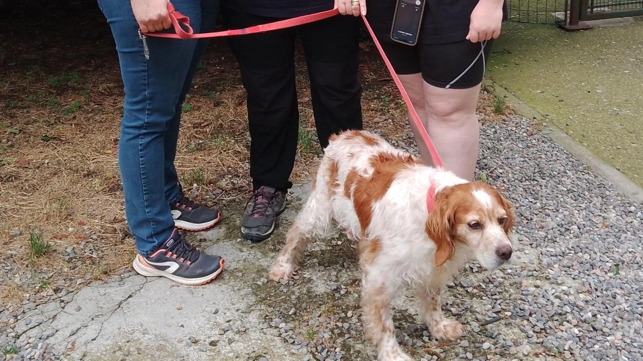 Ecco l’estate e addio a Fido. La Protezione animali tuona:: "Abbandoni già alle stelle"