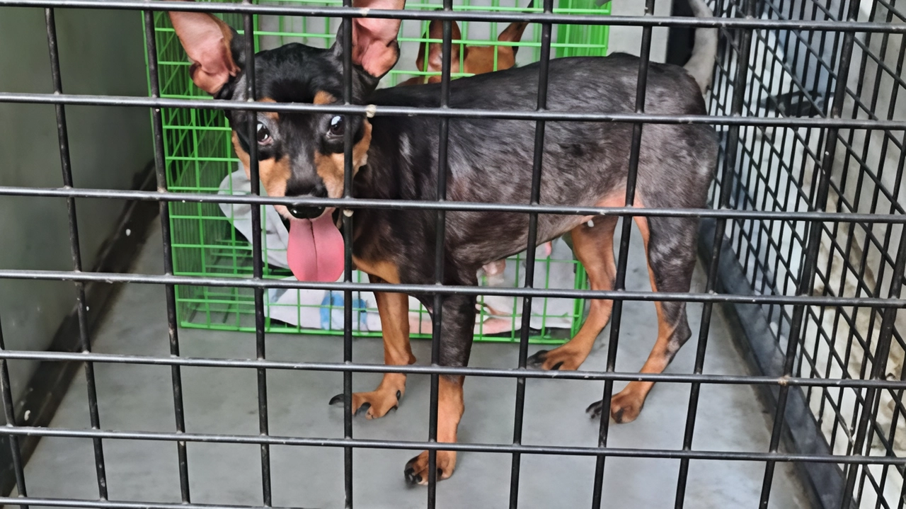 I quattro simil pinscher sono stati trovati senza cibo e tra le loro deiezioni