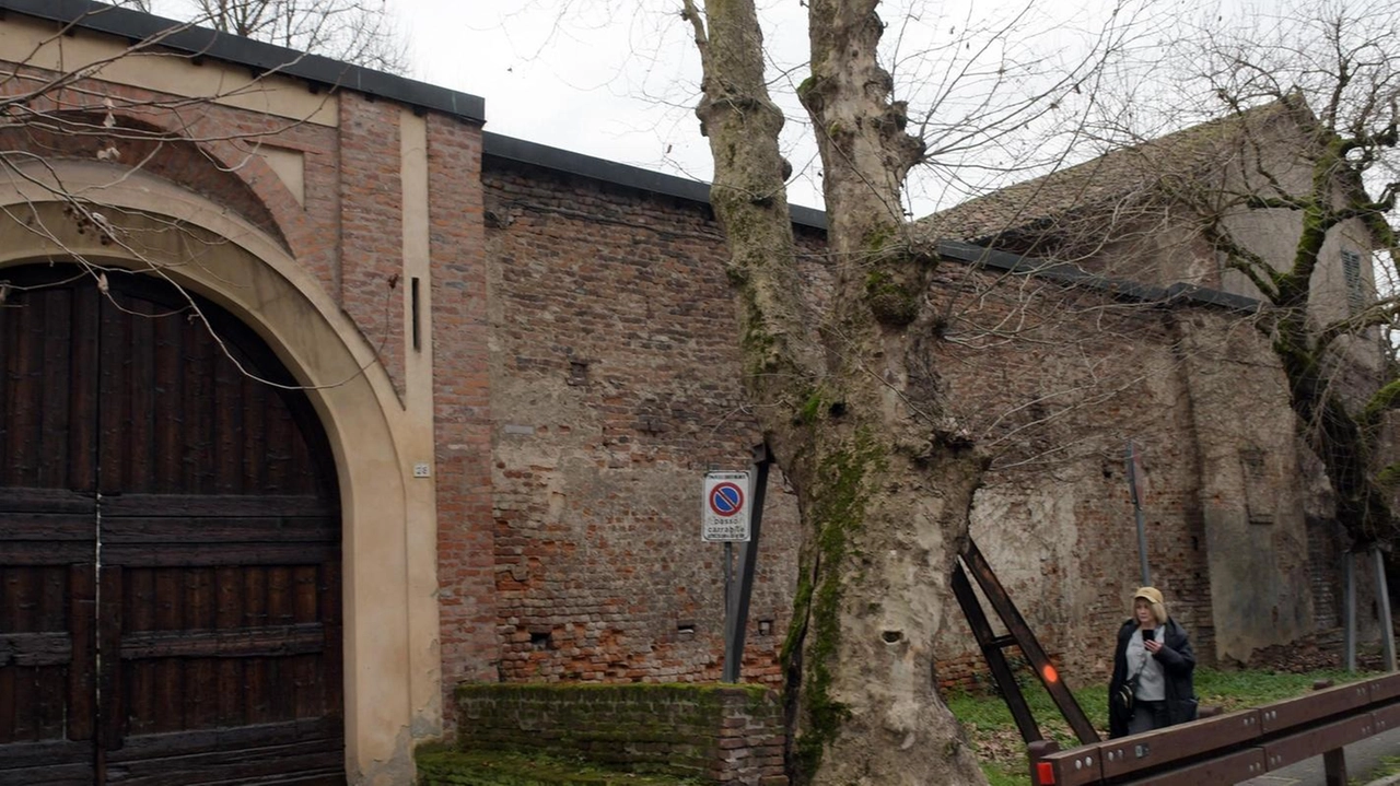 Addio al platano di Cascina Moro: sarà abbattuto. L’albero, sottoposto a costanti controlli, è in condizioni critiche e dovrà...