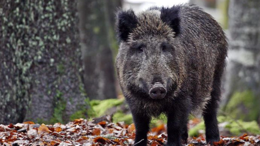 Cinghiale (foto di archivio)