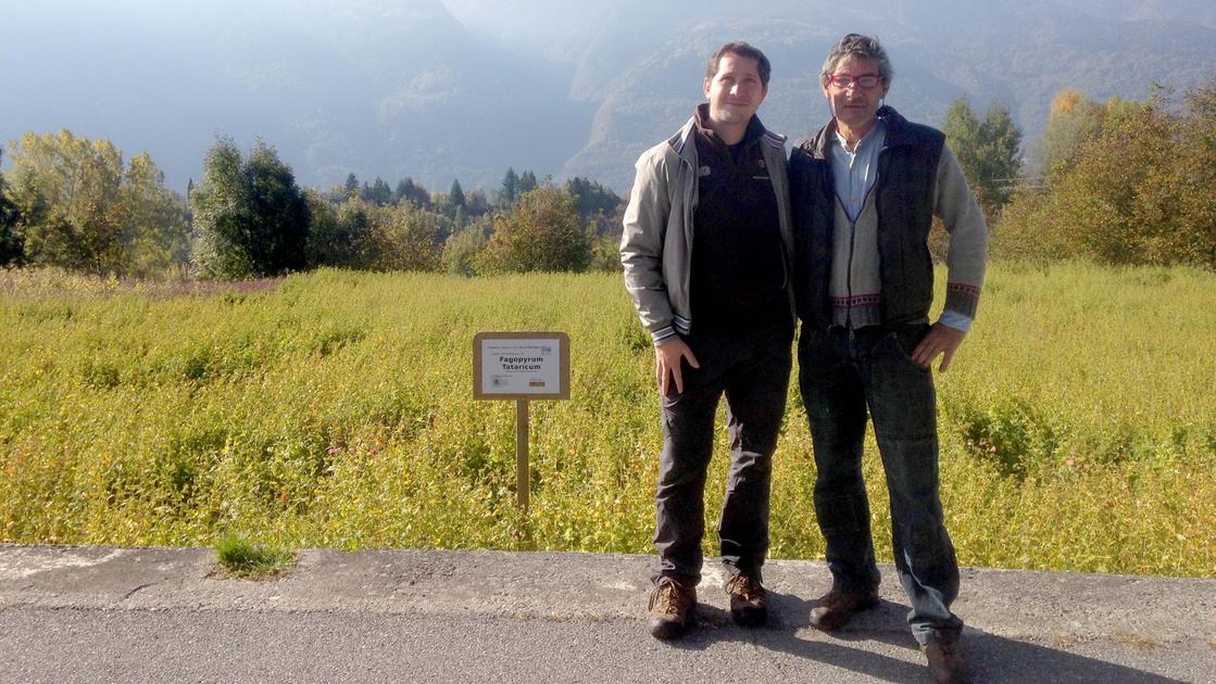 Grano siberiano della Valtellina più tutelato e valorizzato: c’è l’iscrizione all’Anagrafe della biodiversità