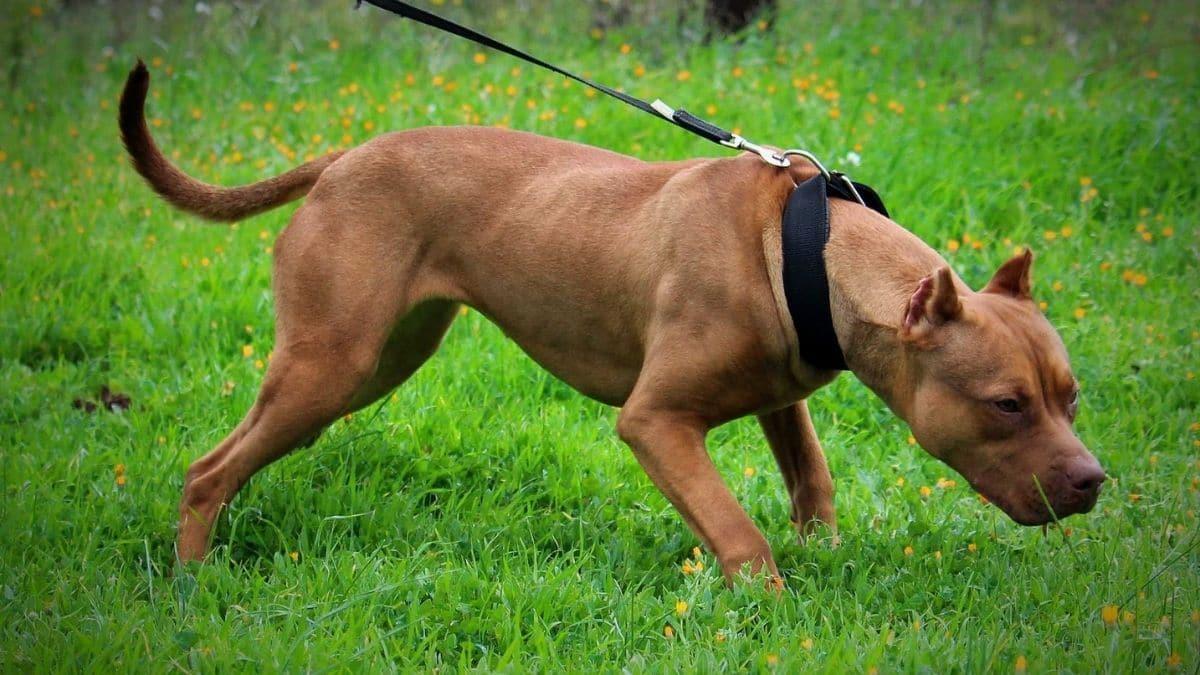 Picchia il pitbull per strada: arrestato il proprietario