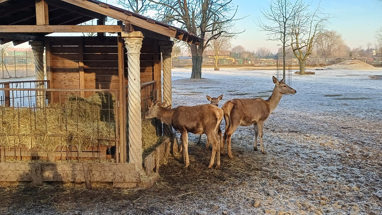 Daini al Parco Arcadia di Bareggio