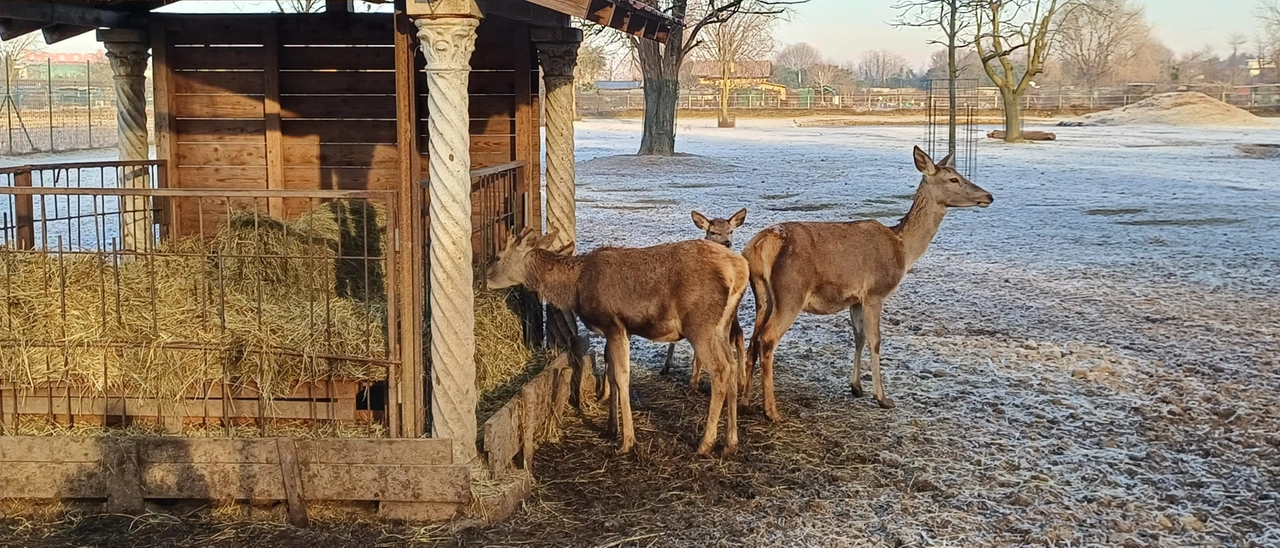 Cervi e daini traslocano dal Parco Arcadia, duemila firme contro il piano: “Difendiamo un’oasi unica”