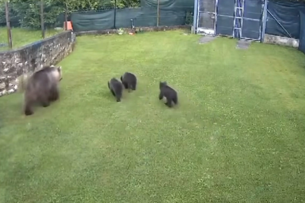 Gli orsi nel giardino della casa sull'Alto Garda