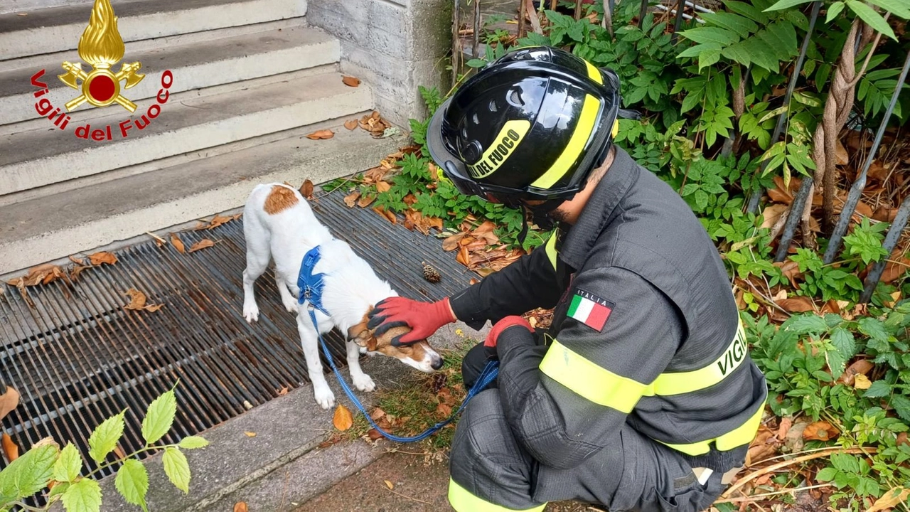 Il cane liberato dai Vigili del fuoco