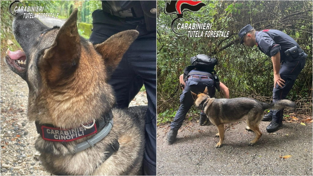 Senna, il cane dell'Unità Cinofila Antiveleno Carabinieri