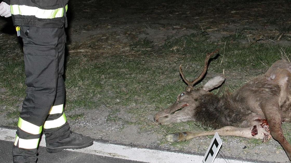 Incidenti con animali. I dati sono dimezzati