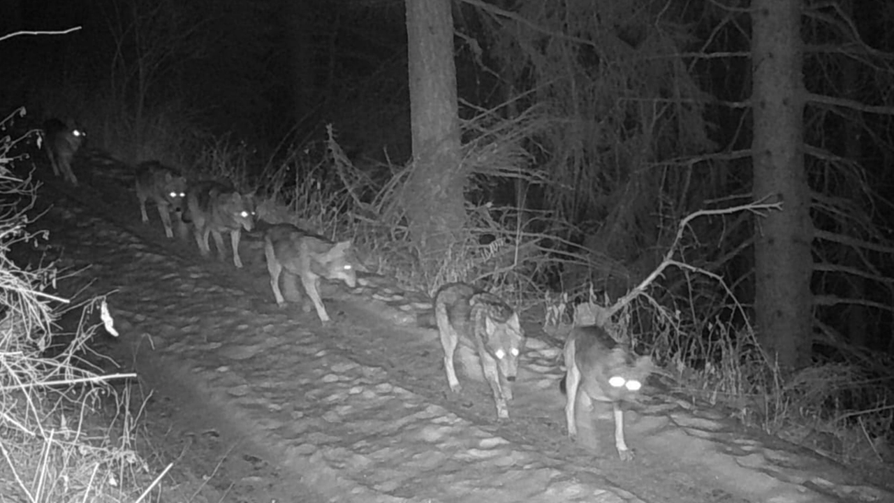 I lupi sono stati individuati grazie alle fototrappole Sopra, un branco in movimento