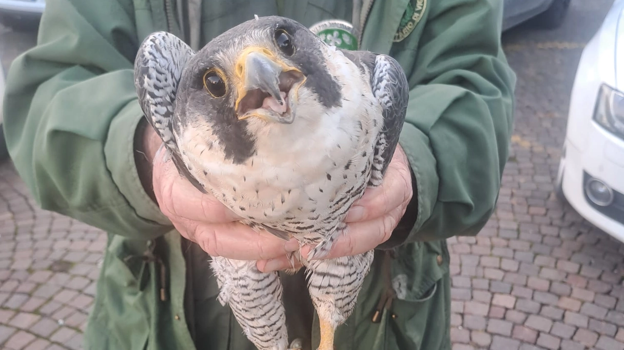 Il falco pellegrino salvato a Somaglia