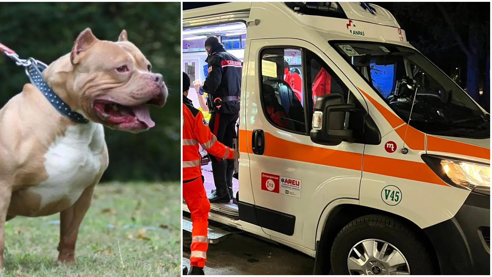 Dorno, pitbull azzanna i proprietari: prima morde a un piede il padrone 37enne e poi la madre intervenuta per salvare il figlio