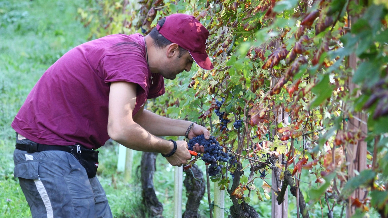 A incidere sulla produzione dei viticoltori valtellinesi la peronospora che ha colpito le nuove piante. Danilo Drocco (Negri): “Prevediamo di effettuare la raccolta nei primi di ottobre”